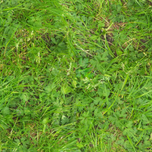 Grass.jpg