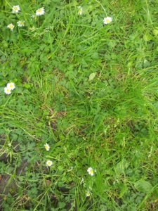 Grass [Original].jpg