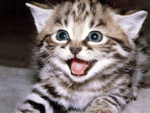 Yay-l.jpg