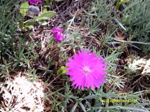DSCF0083.jpg