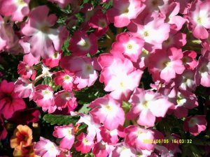 DSCF0087.jpg
