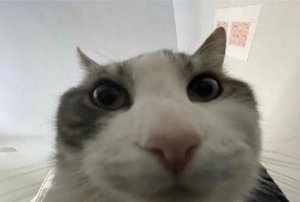 wirelesscatto.jpg