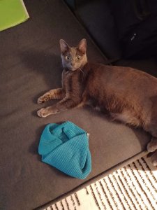 thecutecat.jpg