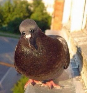 pigeon.jpg