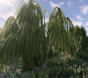 Tree.jpg
