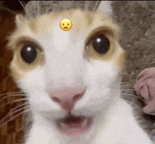 cat-shoked-shocked-cat.gif