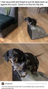 petstairs.jpg