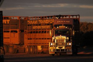 TanamiTransportC50910.jpg