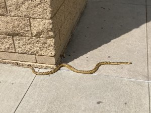 IMG_9005.jpeg
