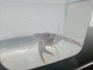 IMG20240521213213.jpg