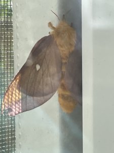 IMG_1345.jpeg