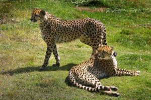 10MDGourleyCHEETAHSatWildlifeParkCanon1DSMk2.jpg