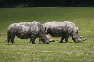 10bMDGourleyRHINOSatWildlifeParkCanon1DSMk2.jpg
