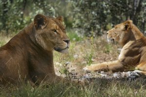 10eMDGourleyLIONSatWildlifeParkCanon1DSMk2.jpg
