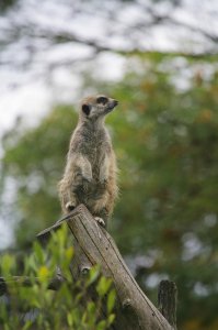 10aMDGourleyMEERCATatWildlifeParkCanon1DSMk2.jpg