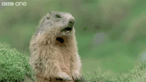 16680834a6e29c4bc88ea12c3a432e4e.gif