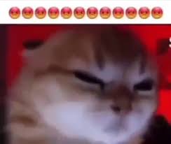 images17.jpeg