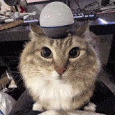 IMG_20240917_105319.gif