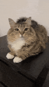 lunaistabby-fwadri.gif