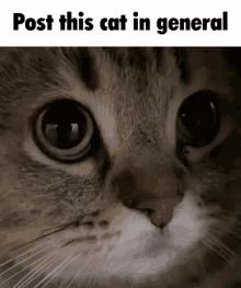 Postthiscat.gif