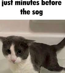 beforethesog.jpeg