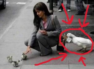 aflac.jpg