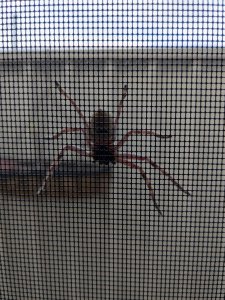 PXL_20250122_213922636MP.jpg
