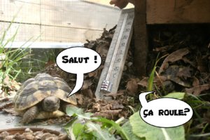salutcaroule.jpg
