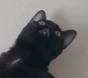 goof cat.png