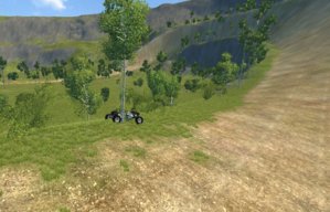 dat tree.JPG