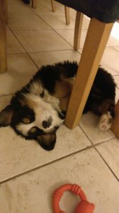 IMG-20161107-WA0005.jpeg