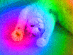 slide_297900_2460087_free.gif