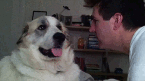 010-funny-animal.gif