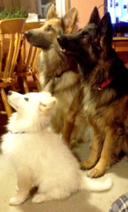 dogs.jpg