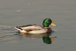 duck_12.jpg