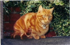 JasperAsKitten.png
