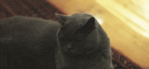 4025907.gif