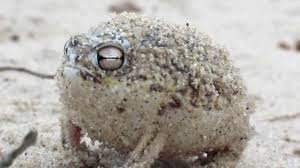 froge.jpeg