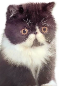 fuckcutecat.png