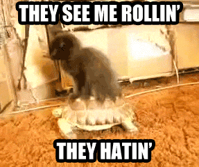 tumblr_m49kib0WCw1rumrmwo1_400.gif