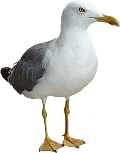seagull.png