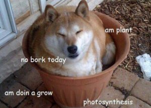 doggo.jpg