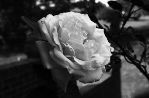 IMG_3339BW.jpg
