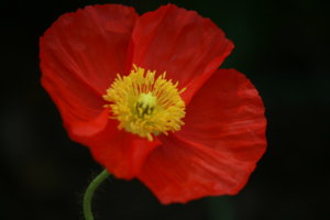 IMG_4950.jpg