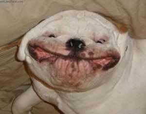 Happy20Dog8.jpg