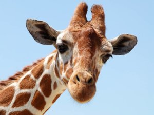 giraffe.jpg