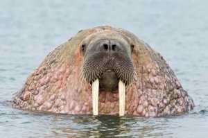 walrus-07.jpg
