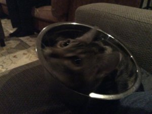 image.jpeg