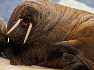 bellowing-walrus_9020_990x742.jpg