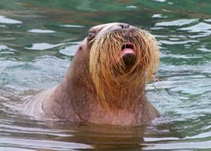 walrus-3a.jpg